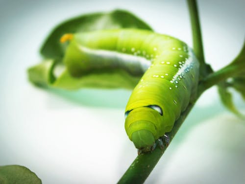 Green Tobacco Hornworm Caterpillar on Green Plant in Close-up Photography