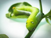 Green Tobacco Hornworm Caterpillar on Green Plant in Close-up Photography