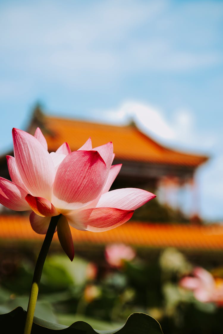 Close-up Of A Pink Lotus In Sunlight