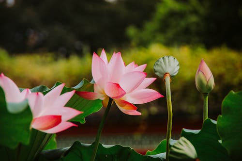 Kostenloses Stock Foto zu blühen, blumen, blüte