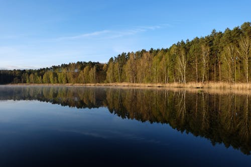 Forest around Lake