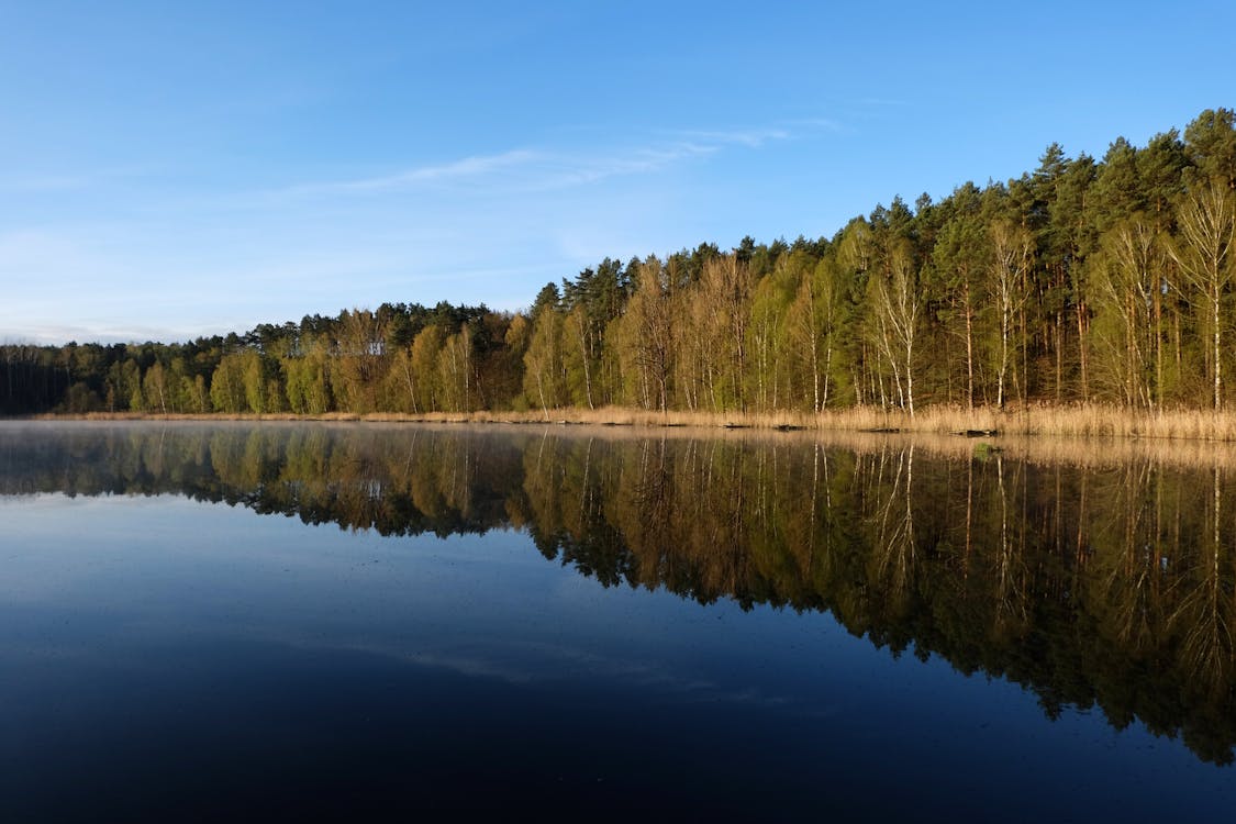 Forest around Lake