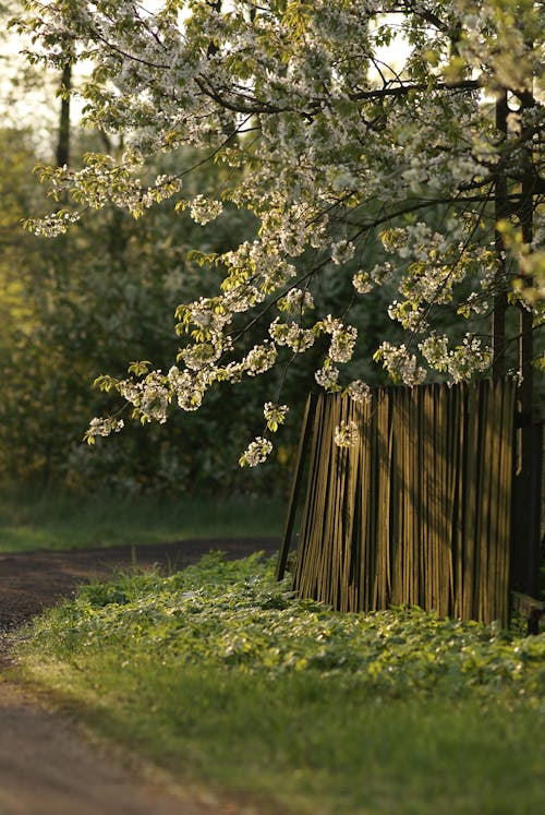 White Blossoms on Tree over Dirt Road