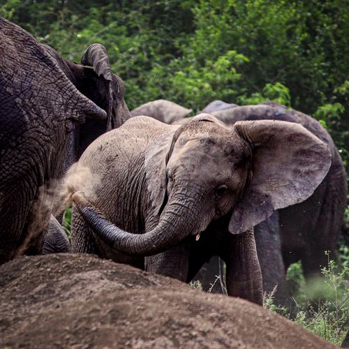 Free A herd of elephants interacting in the lush wilderness of Western Uganda. Stock Photo