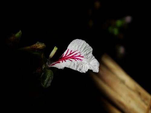 Foto profissional grátis de flor de cardamomo