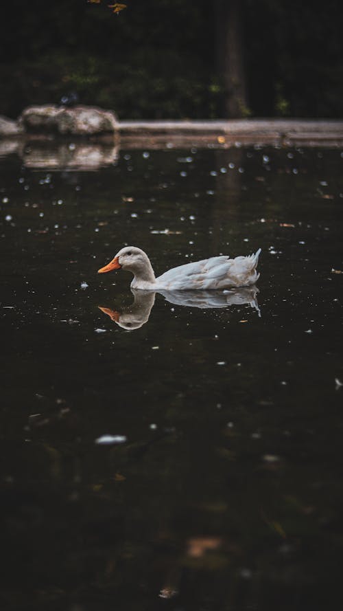 Duck Swimming on a Lake