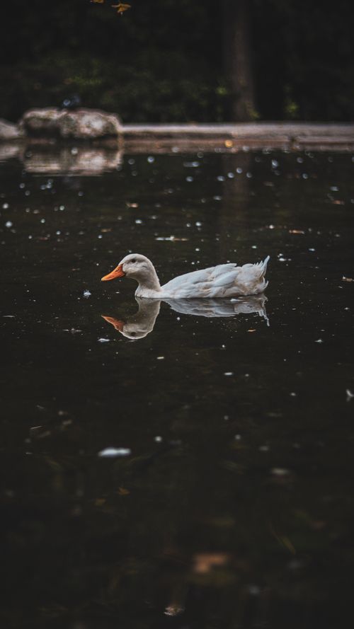 Free A lone duck on a serene lake, reflecting its image in calm water. Stock Photo