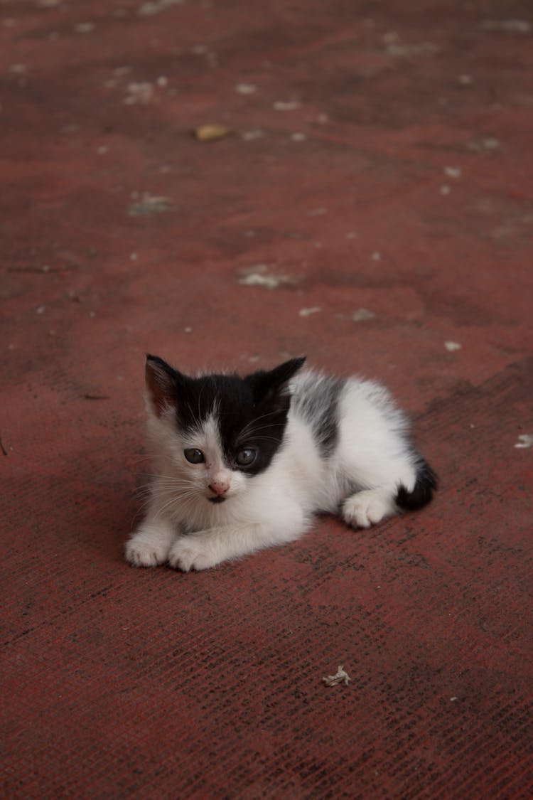 A Black And White Kitten Lying On The Floor 