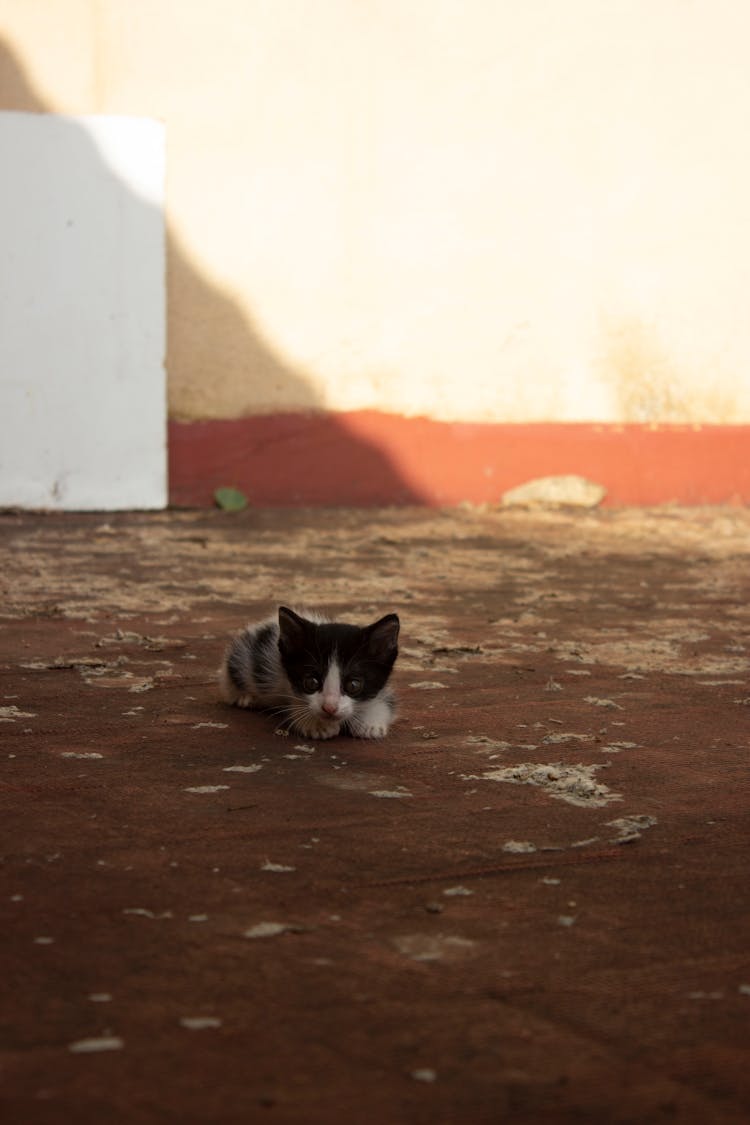 Little Kitten On The Ground