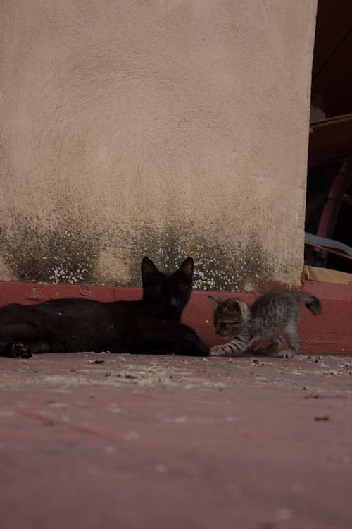 검은 고양이, 놀이, 동물의 무료 스톡 사진