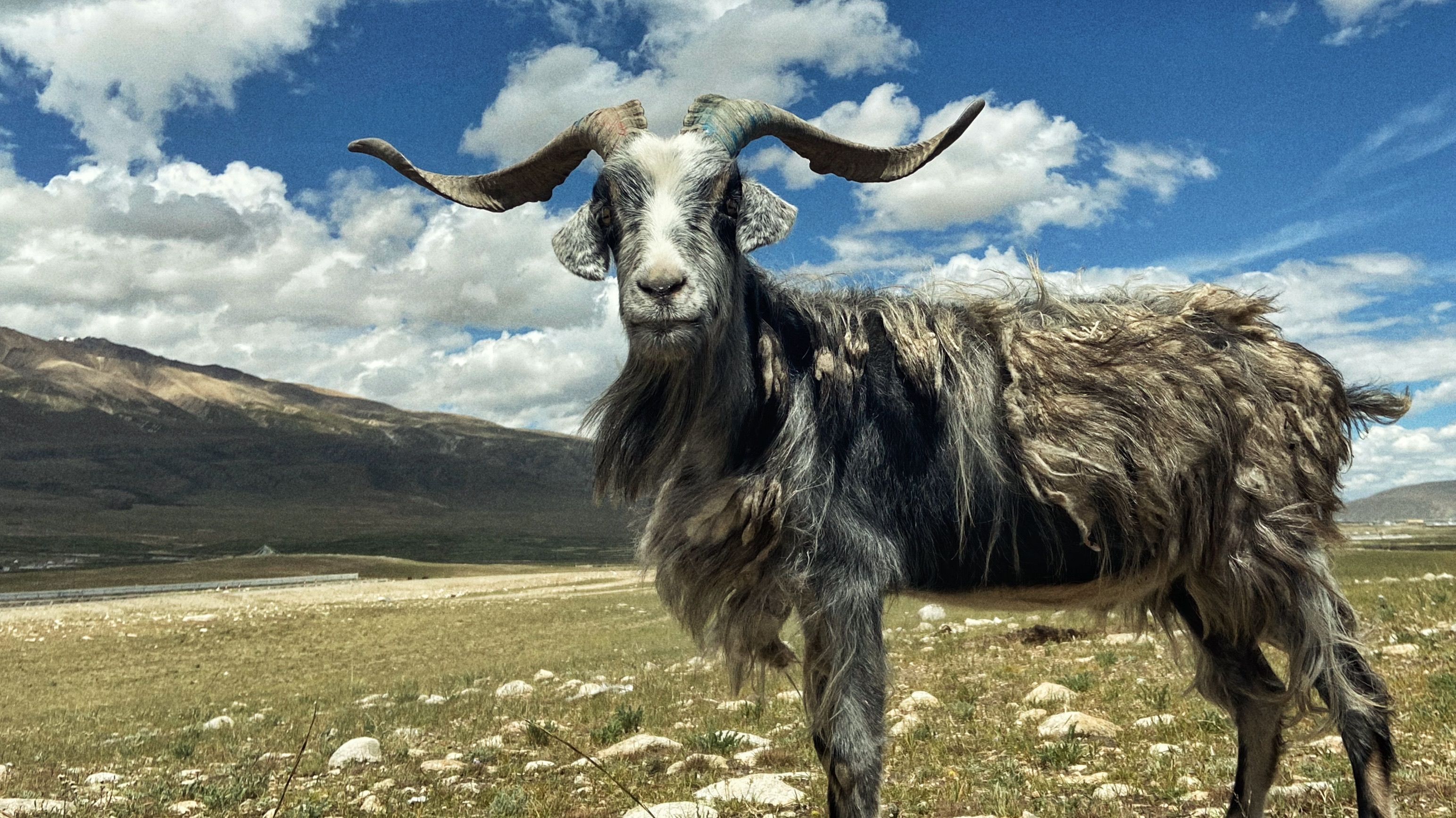 A Himalayan goat standing in a scenic mountain field with clear skies.