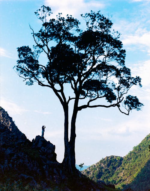 Безкоштовне стокове фото на тему «вертикальні постріл, дерево, зростання»