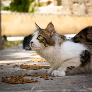 Cat at mealtime, photo by Emre Ateşoğlu on Pexels