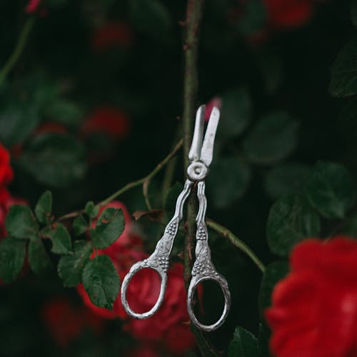 Ornate silver shears hanging on a rose bush with red flowers