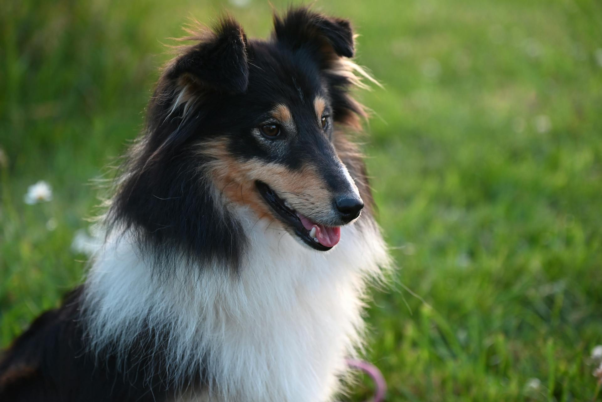 A Sheltie Sitting Outdoors