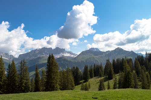 Mountain Landscape with Conifer Trees, and Clouds in the Sky