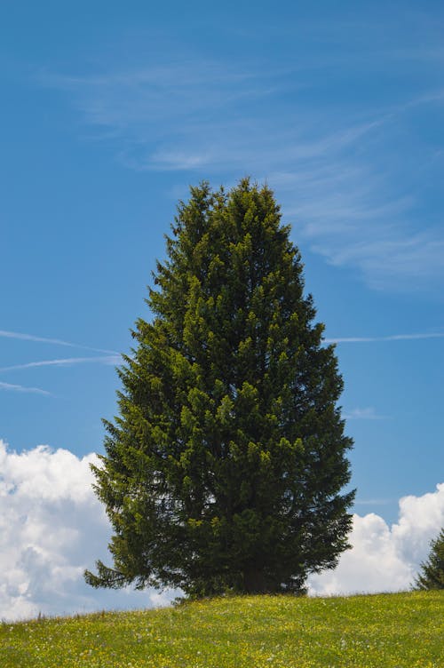 View of a Large Green Tree Growing on a Hill under Blue Sky 