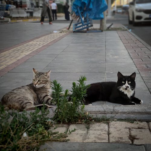 Free stock photo of alley cat, animal, cat