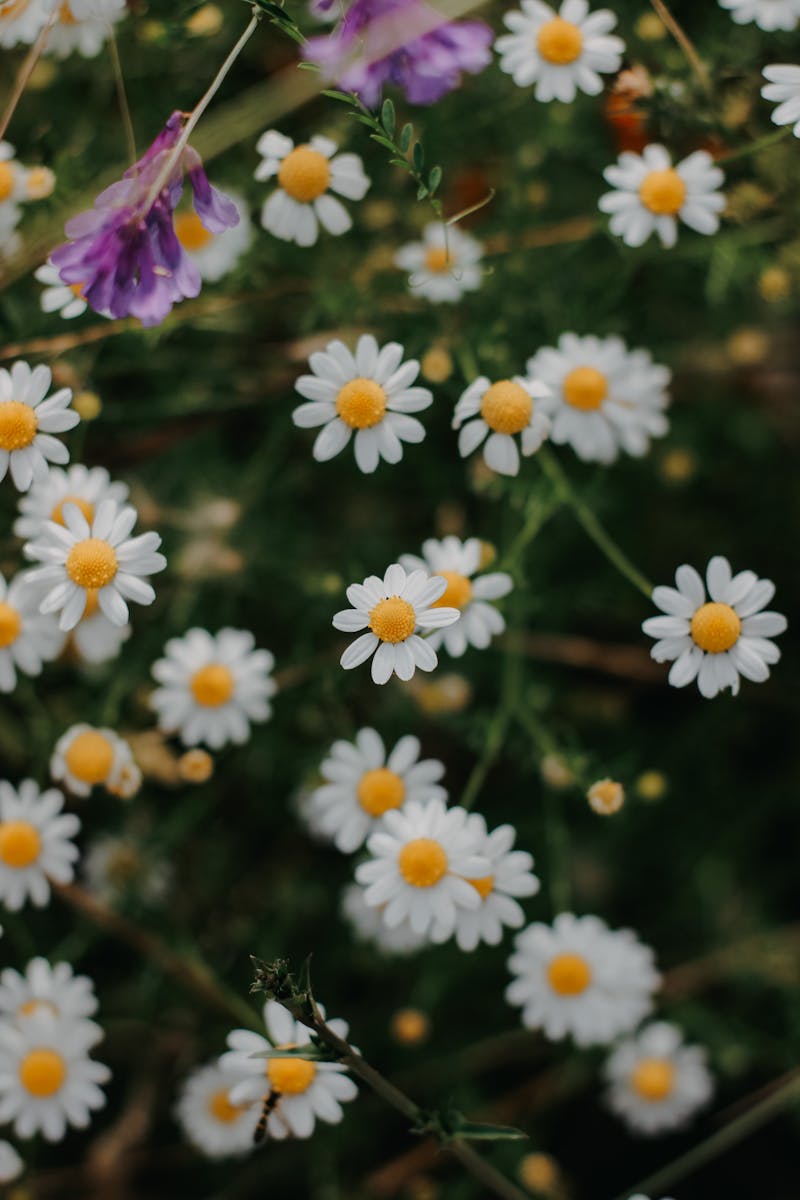 Animated Daisies Photos, Download The BEST Free Animated Daisies Stock ...