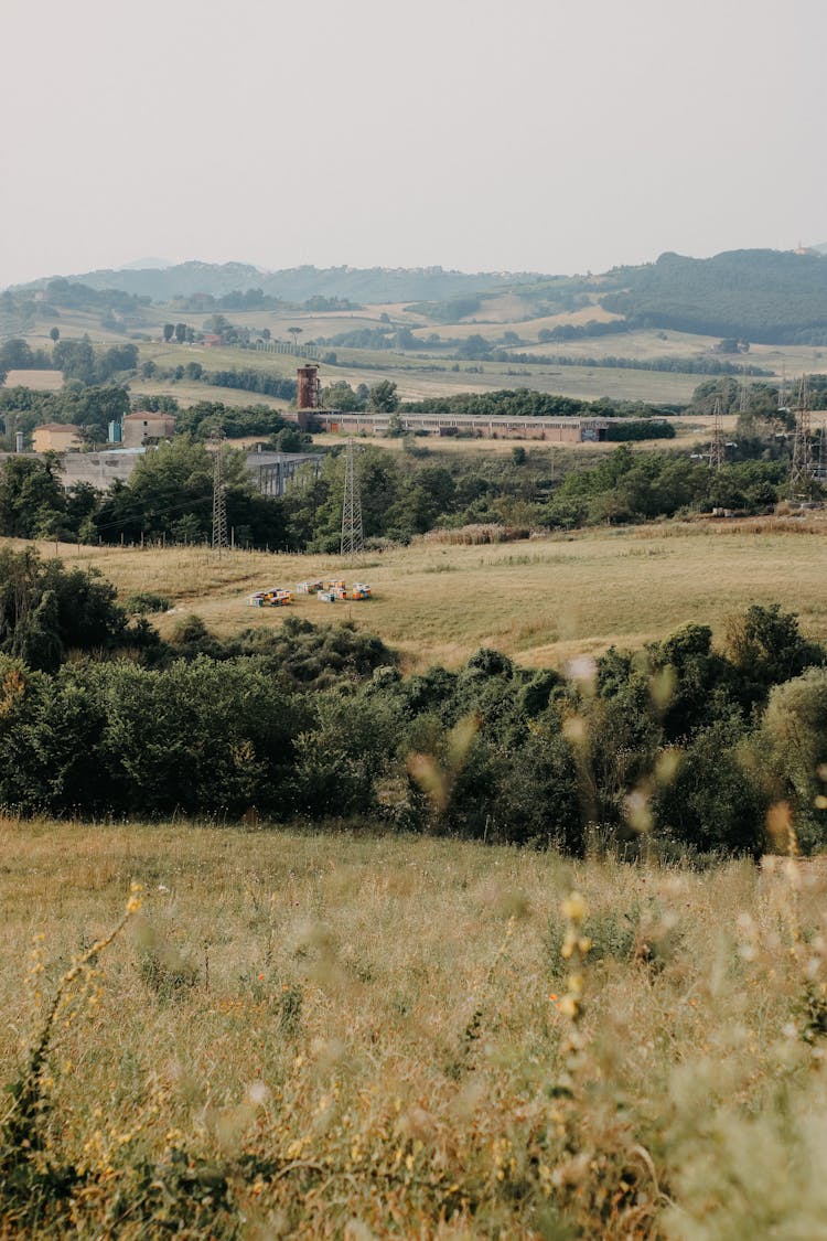 Green Grass And Trees On Plains