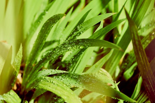 Macro shot of fresh green leaves with dew drops glistening in sunlight, creating a vibrant natural scene.