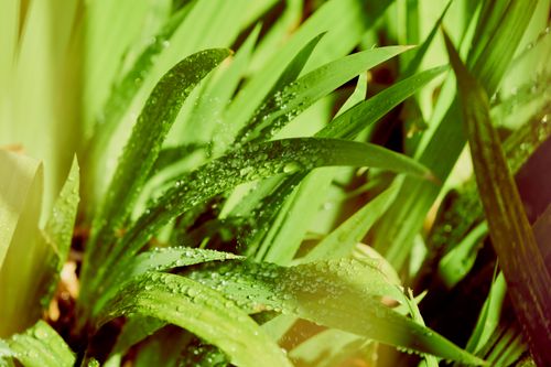 Free Macro shot of fresh green leaves with dew drops glistening in sunlight, creating a vibrant natural scene. Stock Photo