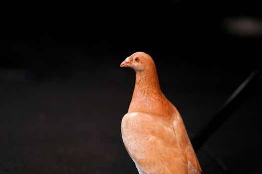 Close-up portrait of a brown pigeon against a black background, highlighting its feathers and beak.