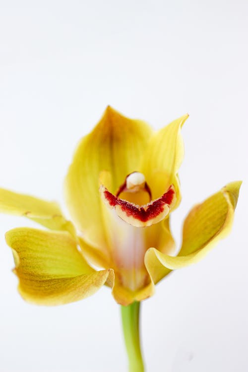 Yellow Flower on White Background