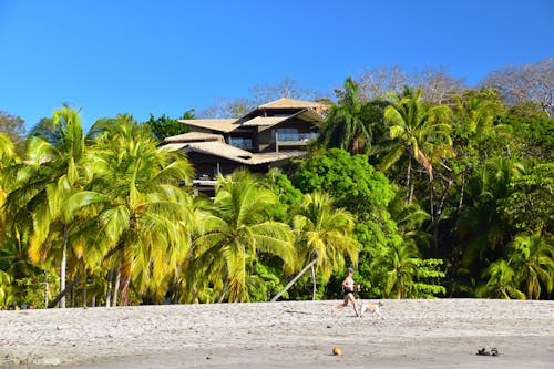 Free Mansion on a Tropical Beach Hidden Among Palm Trees Stock Photo