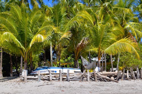 Free Palms in a Tropical Resort Stock Photo