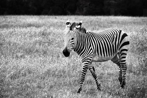 Zebra Walking on Meadow