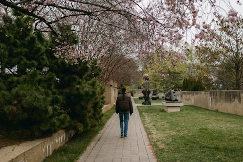 Foto d'estoc gratuïta de arbres, arbust, caminant