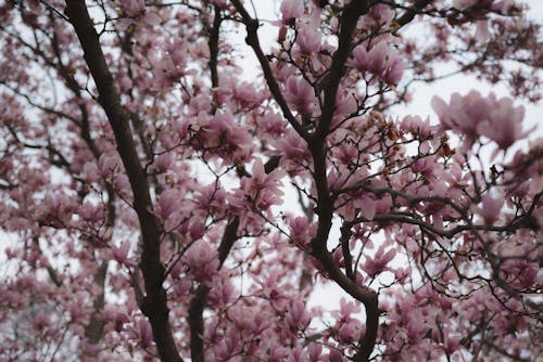 Closeup of a Blossoming Pink Magnolia Tree