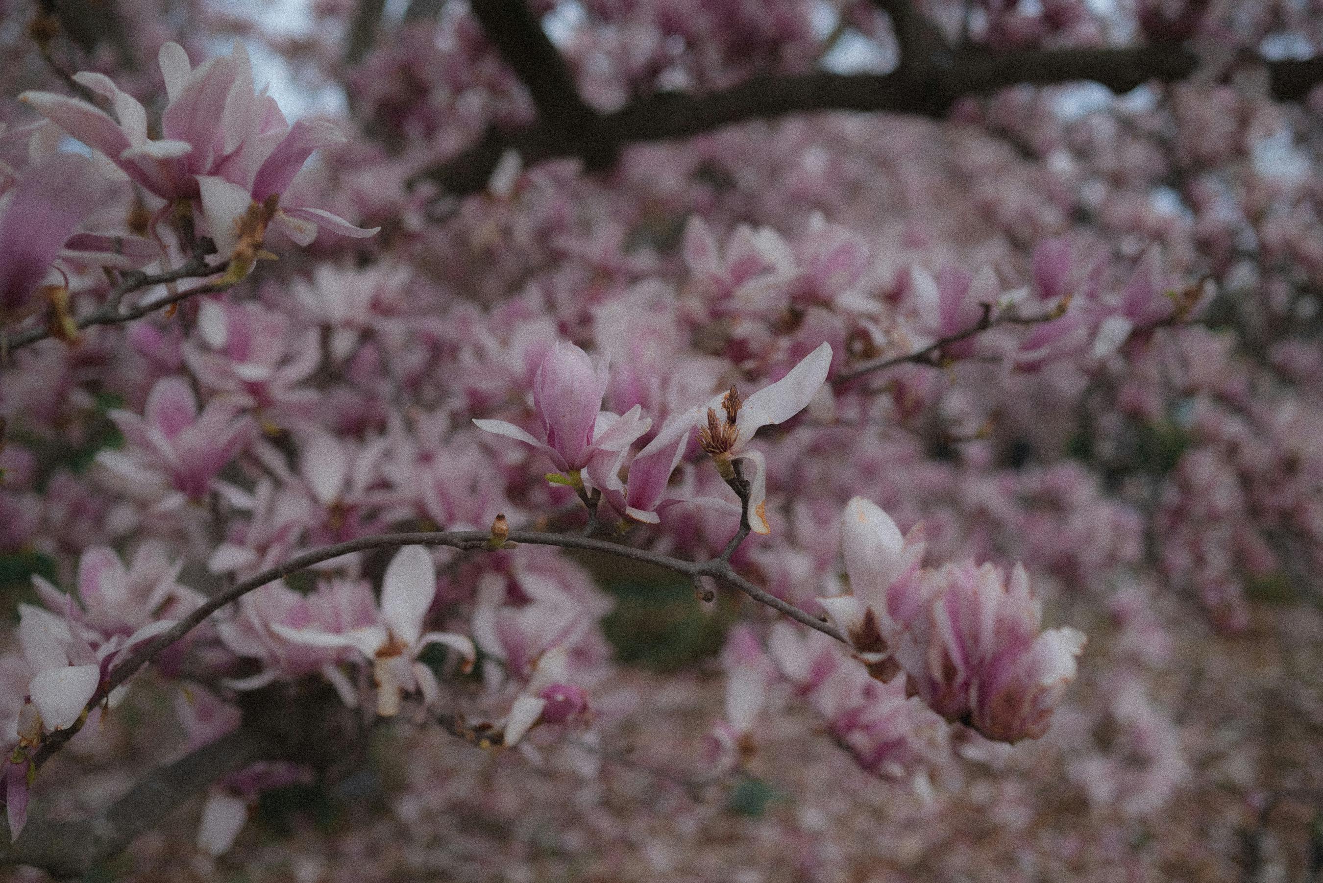 Magnolia’s AAA Hobbies To Close 2026 (Second Half). Iconic Hobby- Craft Emporium — Photo by Paige Thompson on Pexels