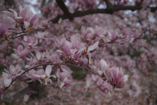 アナログ写真, ピンクの花, フィルム写真の無料の写真素材