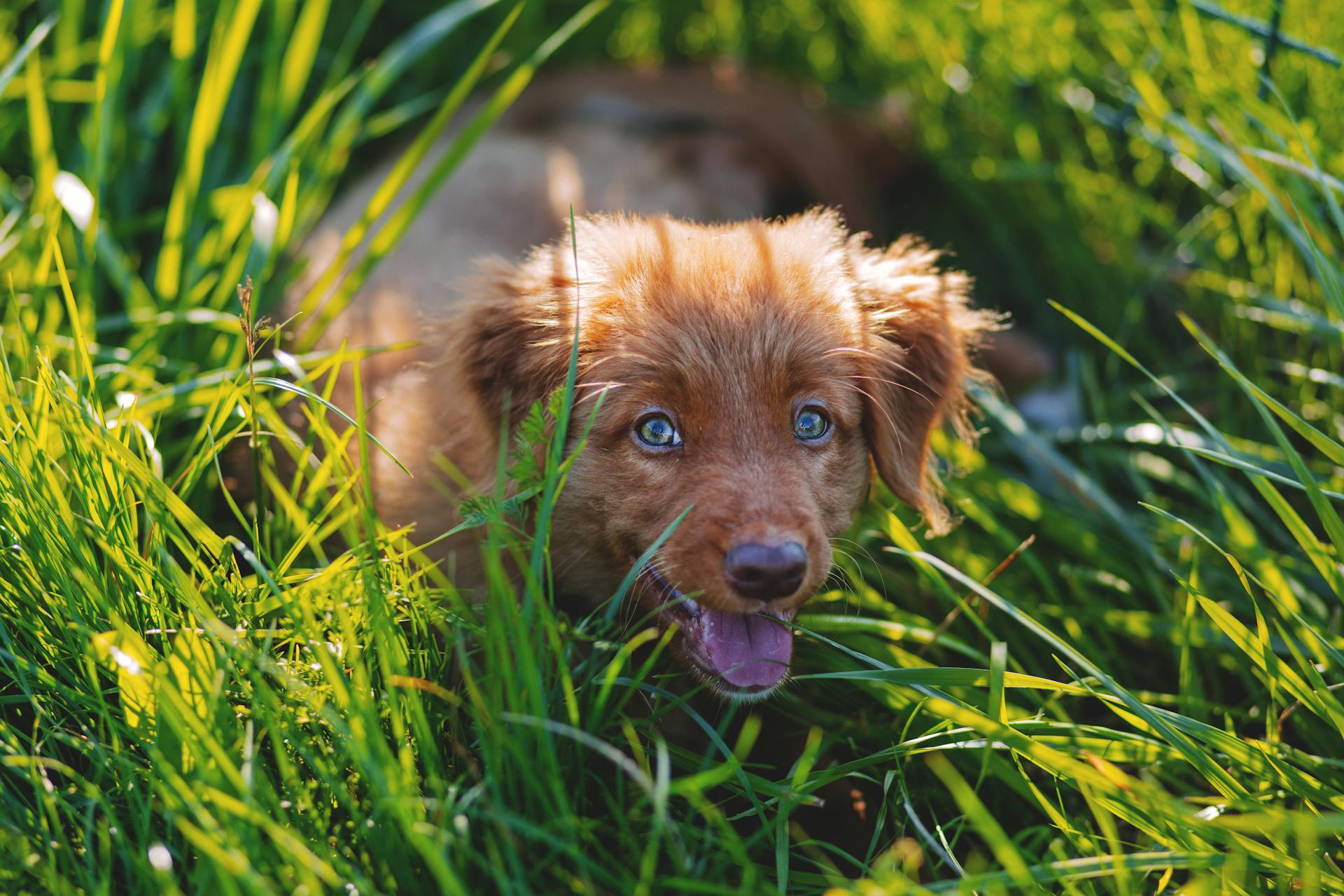 Un chiot brun à poils courts étendu sur un champ d'herbe verte pendant la journée