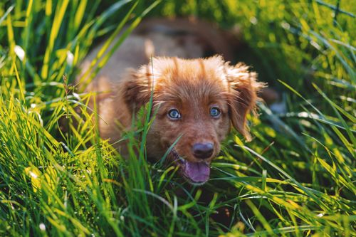 Free Cute puppy with blue eyes frolicking in vibrant green grass on a sunny day. Stock Photo