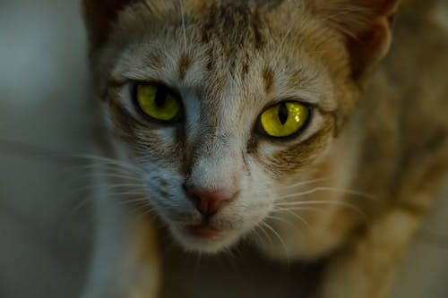 catportrait, キティの愛, ニャーデの無料の写真素材