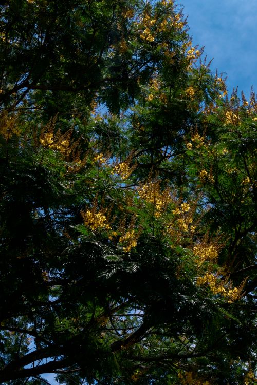 Free A vibrant tree canopy with yellow blossoms against a clear blue sky, showcasing the beauty of nature. Stock Photo