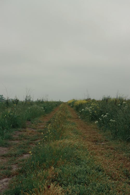 Path on a Field 