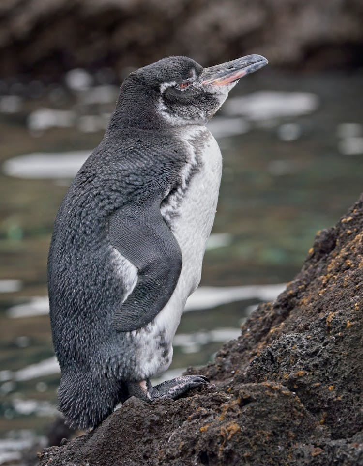 Close-up Of A Galapagos Penguin