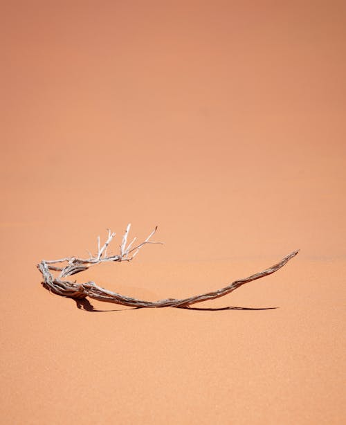 Bone-dry Branch on Sand