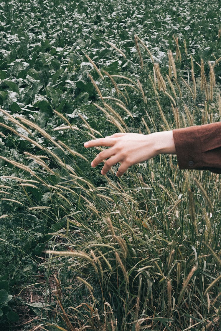 Woman Hand Over Grasses