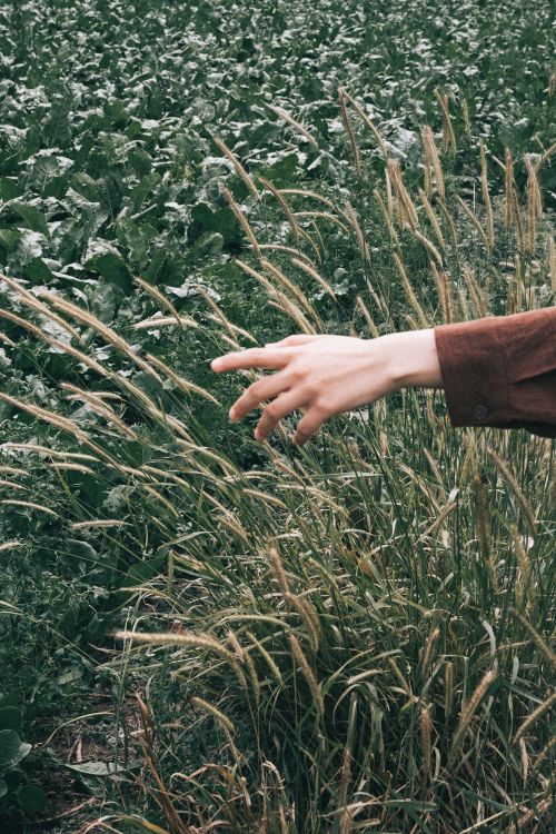 Free A close look at a hand gently brushing through wild grasses in a green outdoor field. Stock Photo