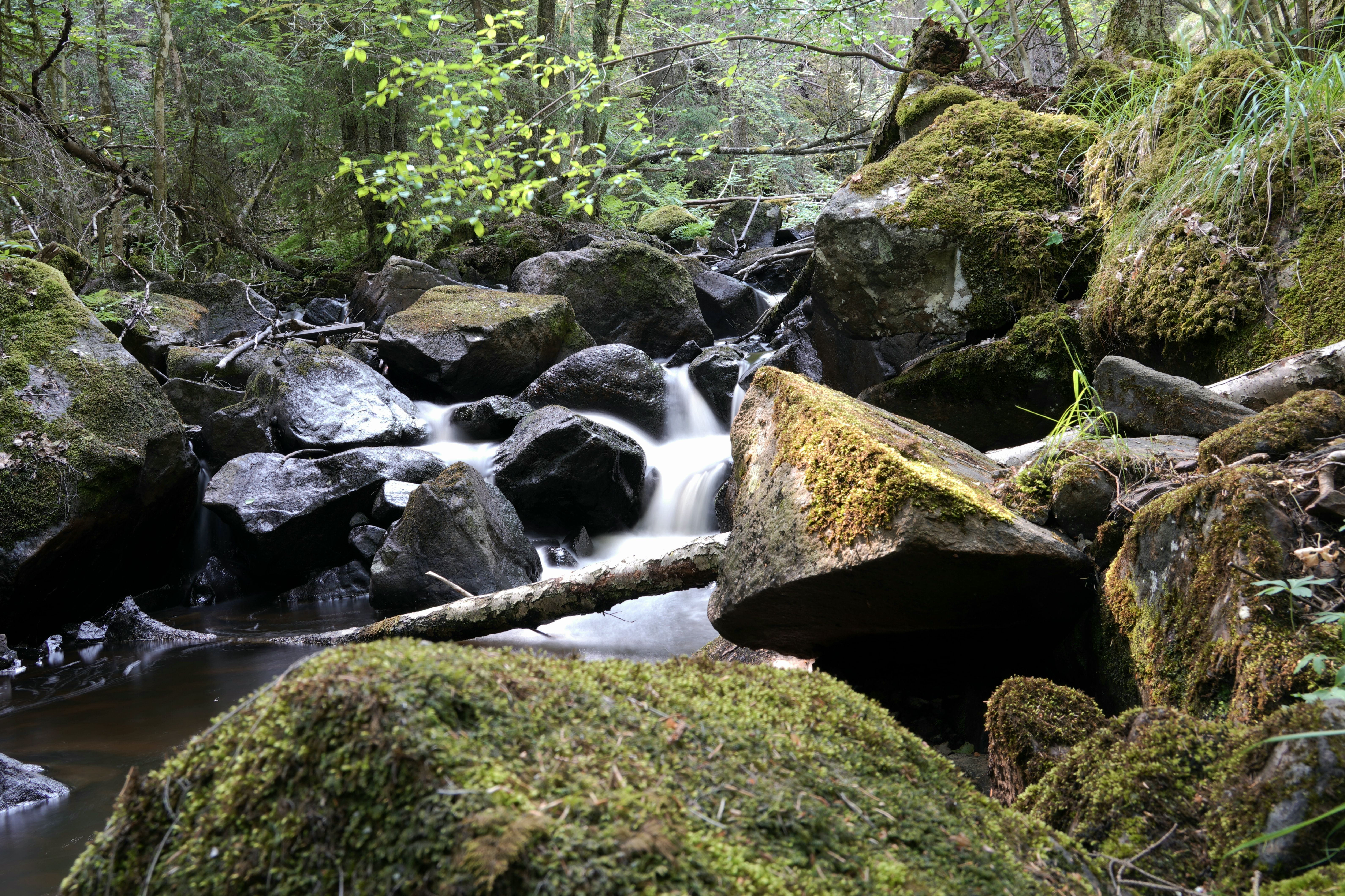 Moss on Rocks on Stream in Forest · Free Stock Photo