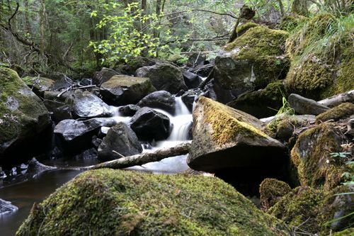 Free Stream flowing through moss-covered rocks in a tranquil forest setting. Stock Photo