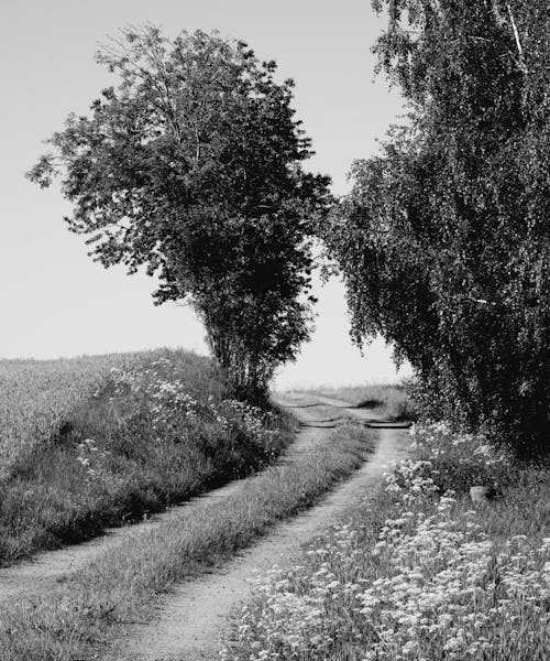 Fotos de stock gratuitas de arboles, blanco y negro, camino de tierra