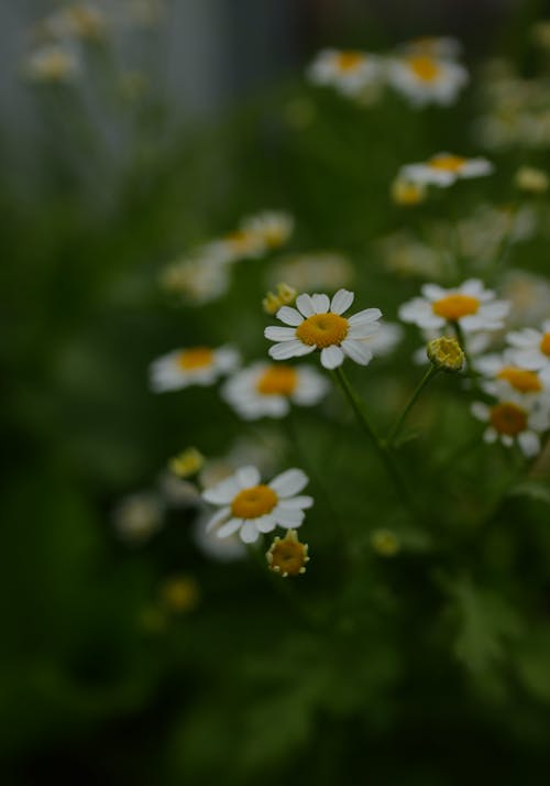 Close up of Chamomile Flowers