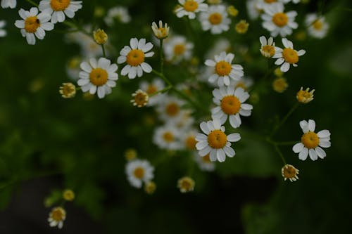 Close up of Daisies 