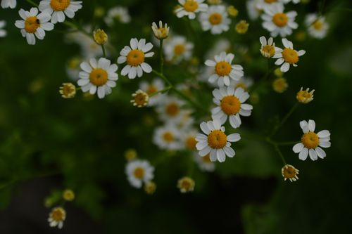 Free Vivid close-up of white daisies, capturing nature's beauty and floral elegance. Stock Photo